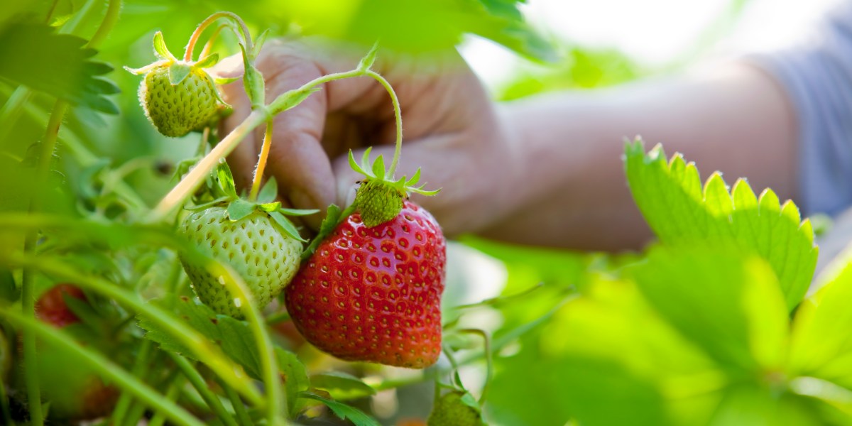 These Are the Farms You Need to Visit for the Best Strawberry Picking in California