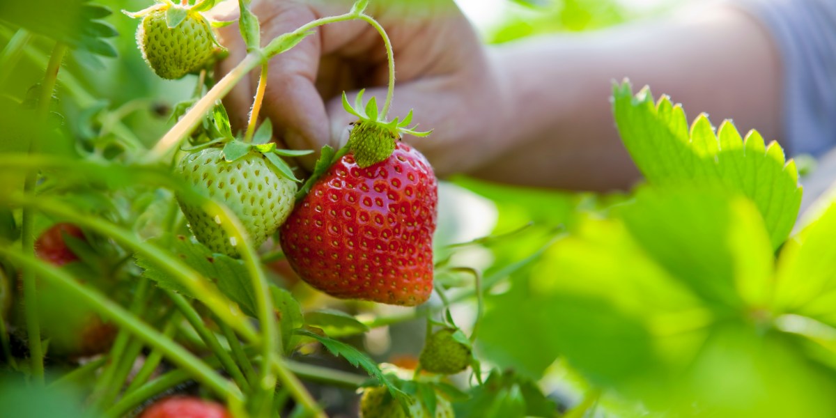 These Are the Farms You Need to Visit for the Best Strawberry Picking in California