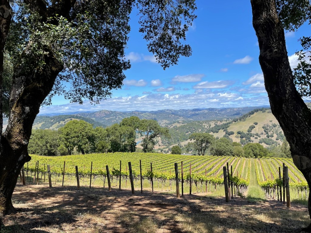 The vineyards at Maurit