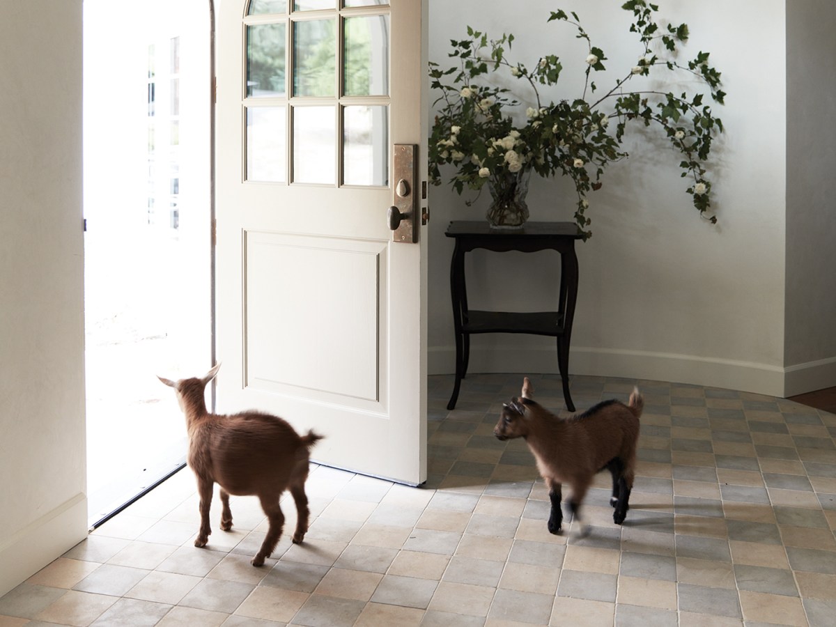 Goats in the Entryway