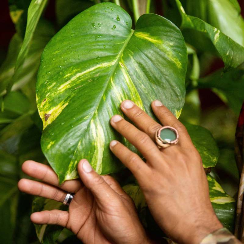 Pothos Getting Cleaned