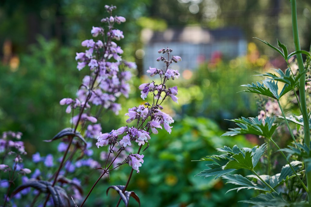 Harvest Pine House Edible Gardens Schimmel Walnut Creek Penstemon