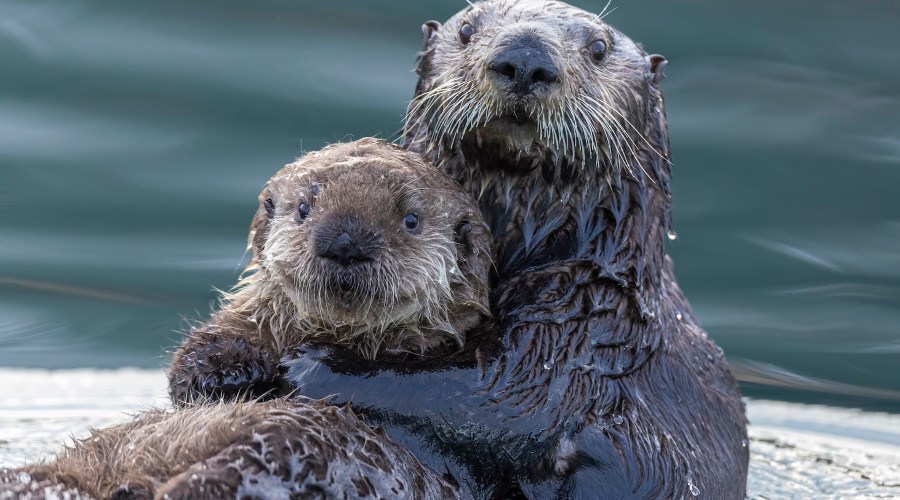 Spring Is the Best Time to See Baby Animals in the Wild. Here's Where to Spot Them Safely.