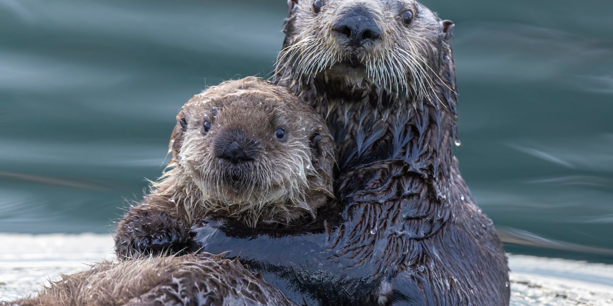 Spring Is the Best Time to See Baby Animals in the Wild. Here’s Where to Spot Them Safely.