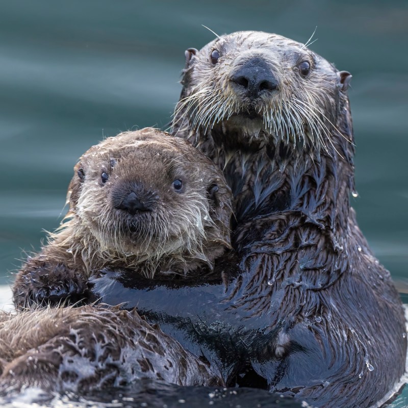 Spring Is the Best Time to See Baby Animals in the Wild. Here’s Where to Spot Them Safely.