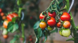 Ripe Tomatoes on Vine
