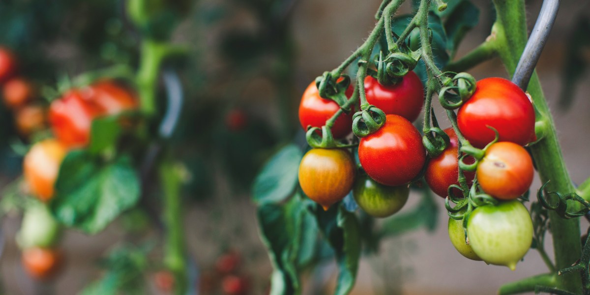 June Is Make-or-Break Month for Your Tomato Growing Success