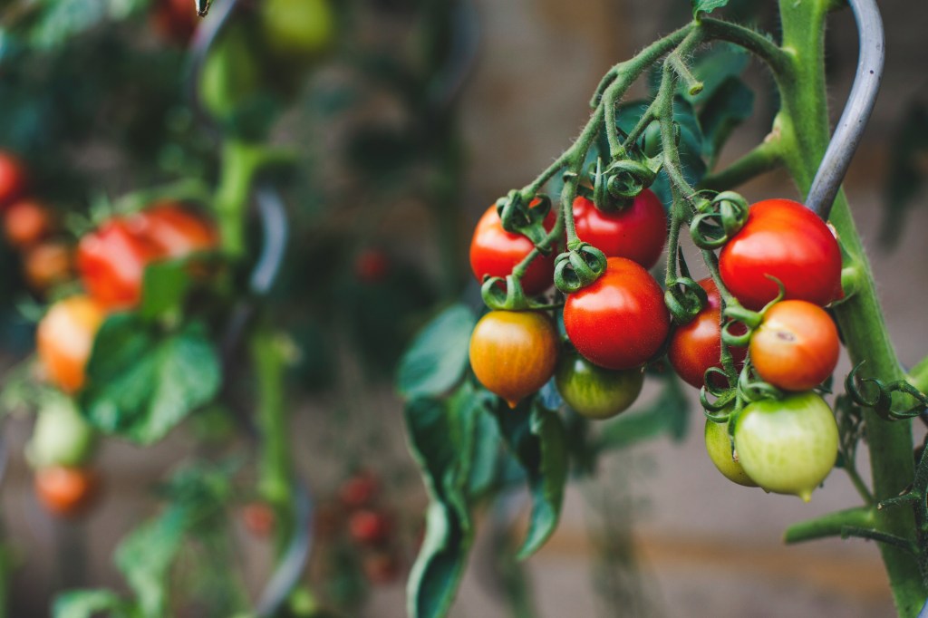 June Is Make-or-Break Month for Your Tomato Growing Success
