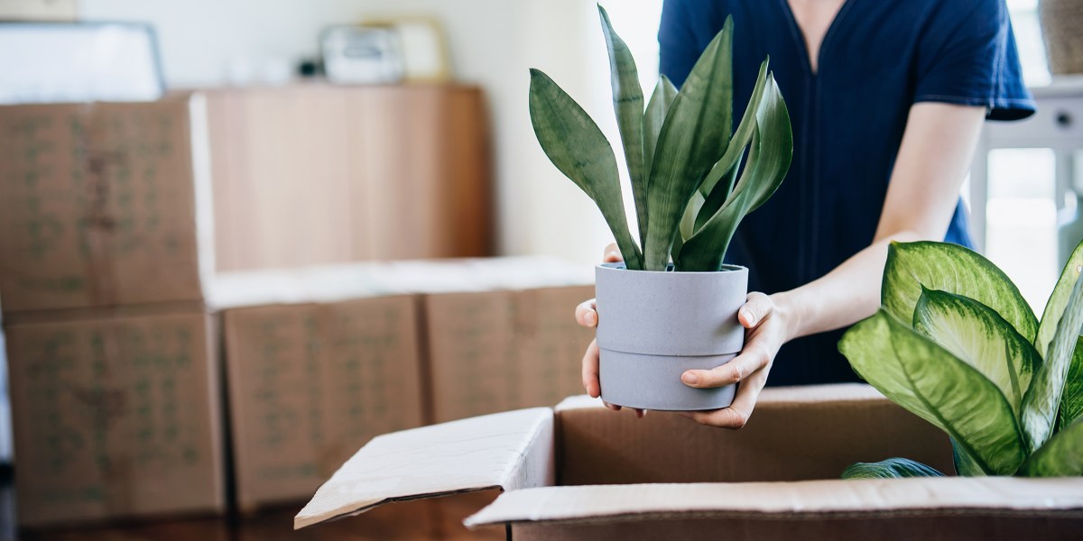 The Ultimate Moving Day Survival Guide for Your Houseplants