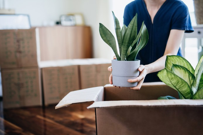 Moving Boxes Houseplants
