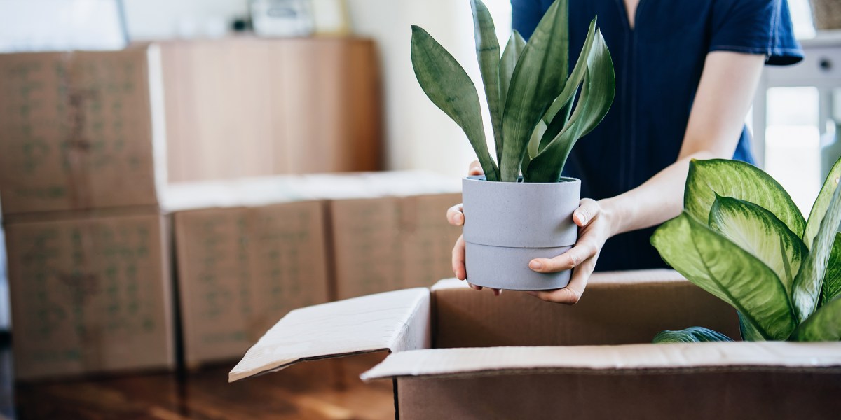The Ultimate Moving Day Survival Guide for Your Houseplants