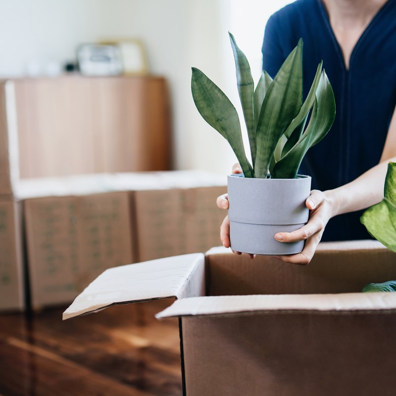 The Ultimate Moving Day Survival Guide for Your Houseplants