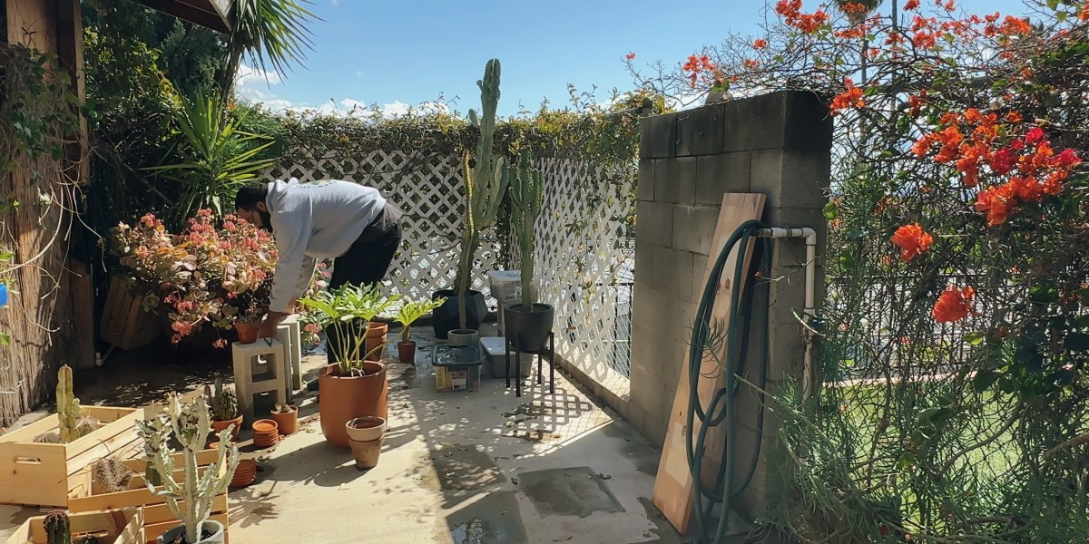 The Ultimate Moving Day Survival Guide for Your Houseplants