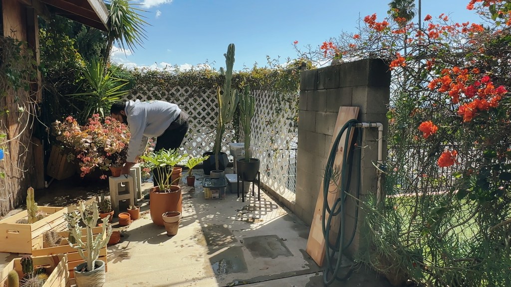 The Ultimate Moving Day Survival Guide for Your Houseplants