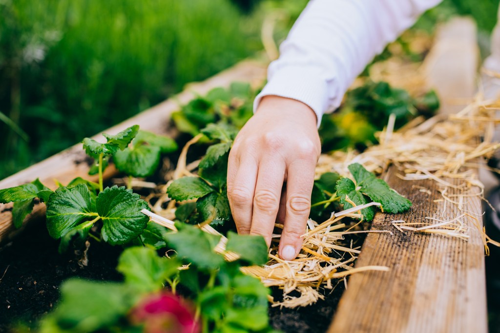Mulch Raised Bed