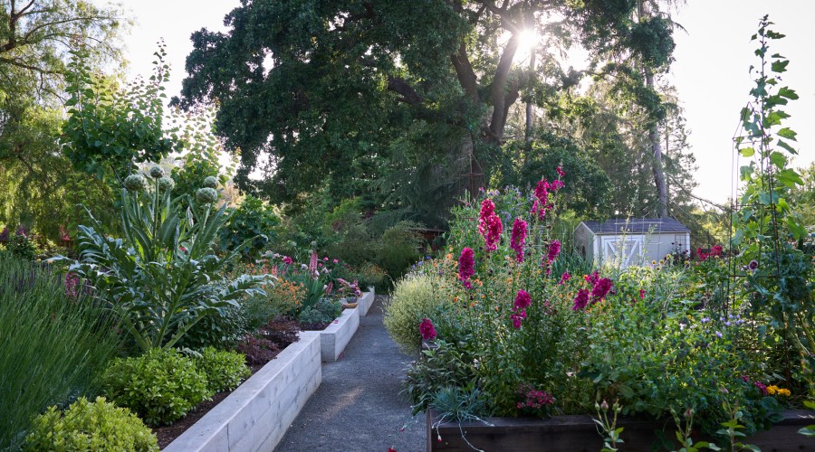 10 Things to Do in Your Garden When Summer Is in Full Swing