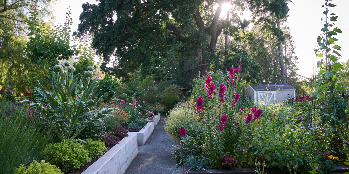 10 Things to Do in Your Garden When Summer Is in Full Swing