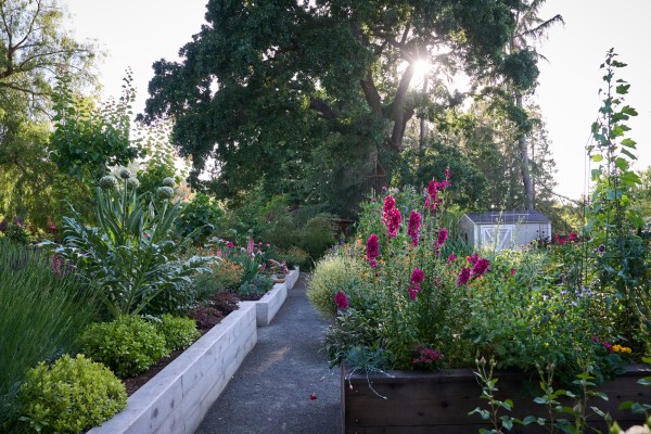10 Things to Do in Your Garden When Summer Is in Full Swing
