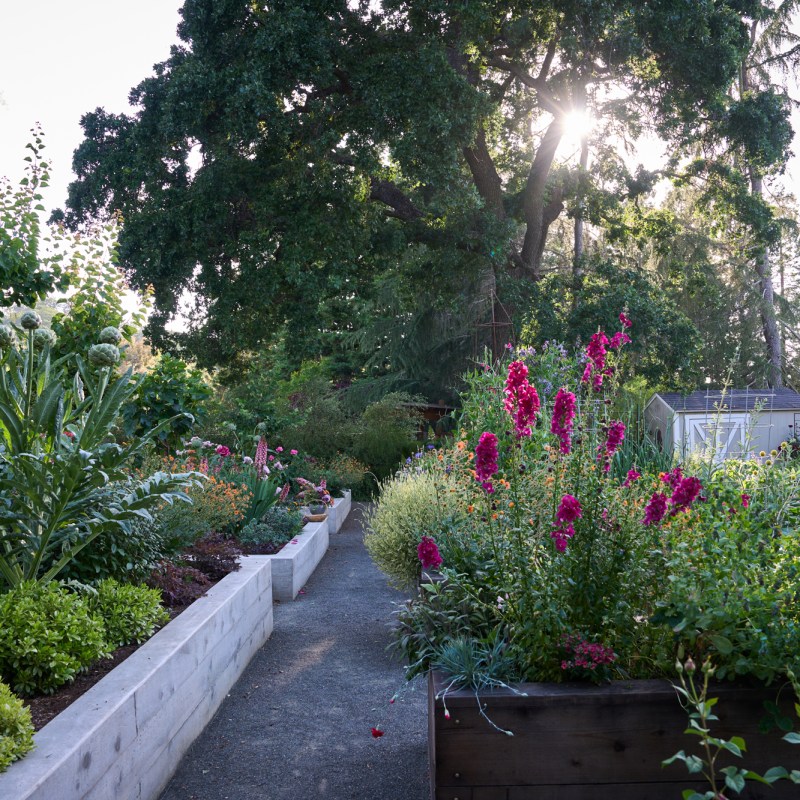 10 Things to Do in Your Garden When Summer Is in Full Swing