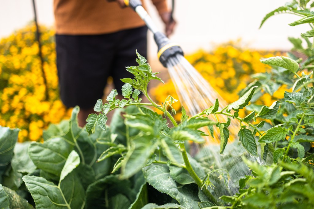 Mann Tending to His Garden