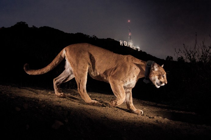 P-22 Mountain Lion