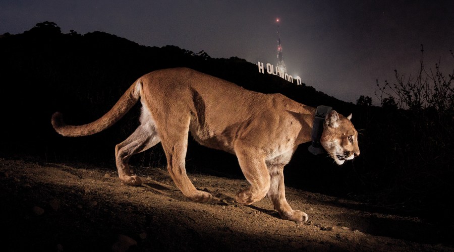 How a Precocious Mountain Lion Inspired the World’s Largest Wildlife Crossing