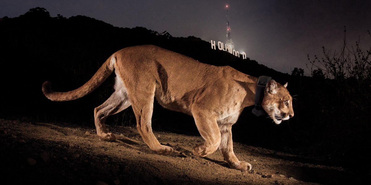 How a Precocious Mountain Lion Inspired the World’s Largest Wildlife Crossing