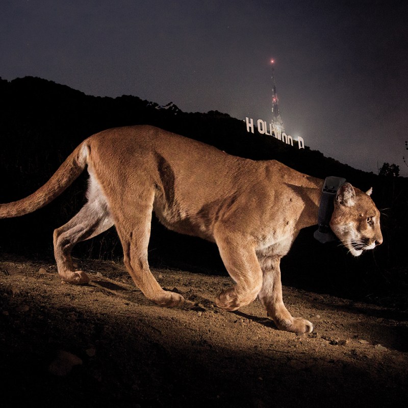 How a Precocious Mountain Lion Inspired the World’s Largest Wildlife Crossing