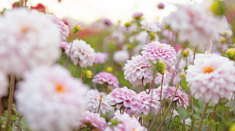 These Are the Best Flowers to Plant in Your Summer Garden 