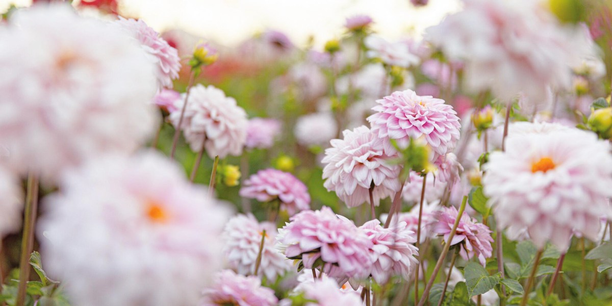 These Are the Best Flowers to Plant in Your Summer Garden 
