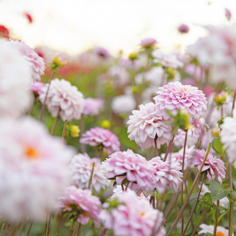 These Are the Best Flowers to Plant in Your Summer Garden 