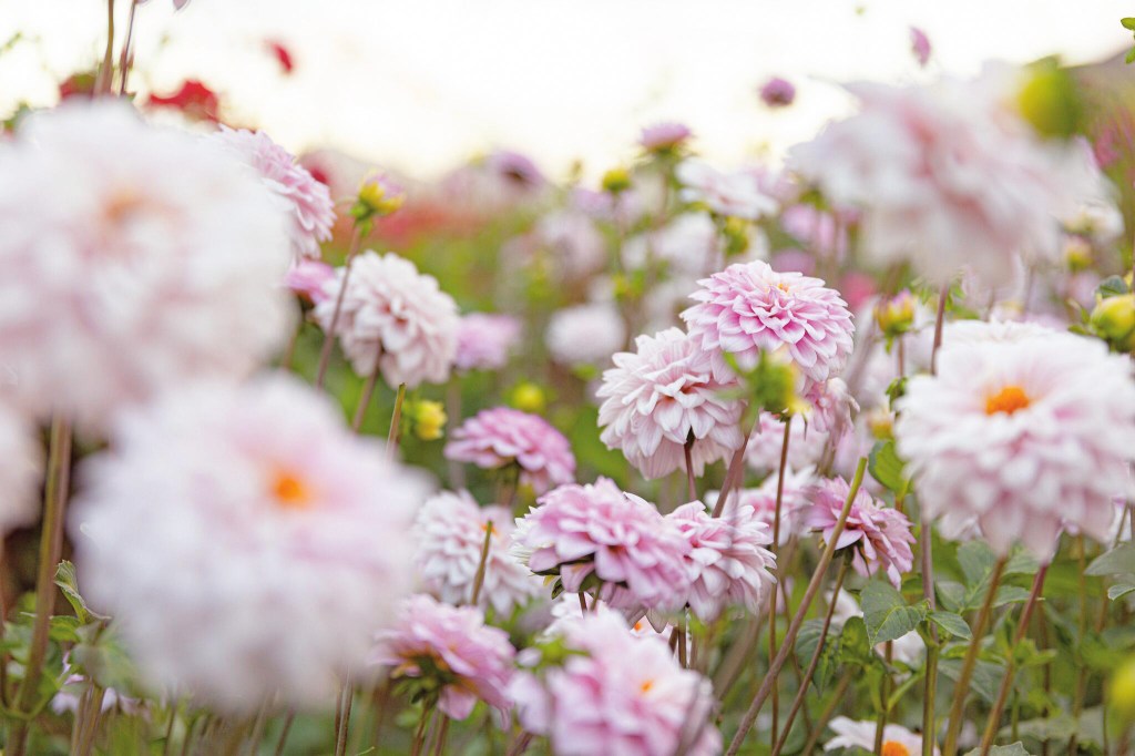 These Are the Best Flowers to Plant in Your Summer Garden 