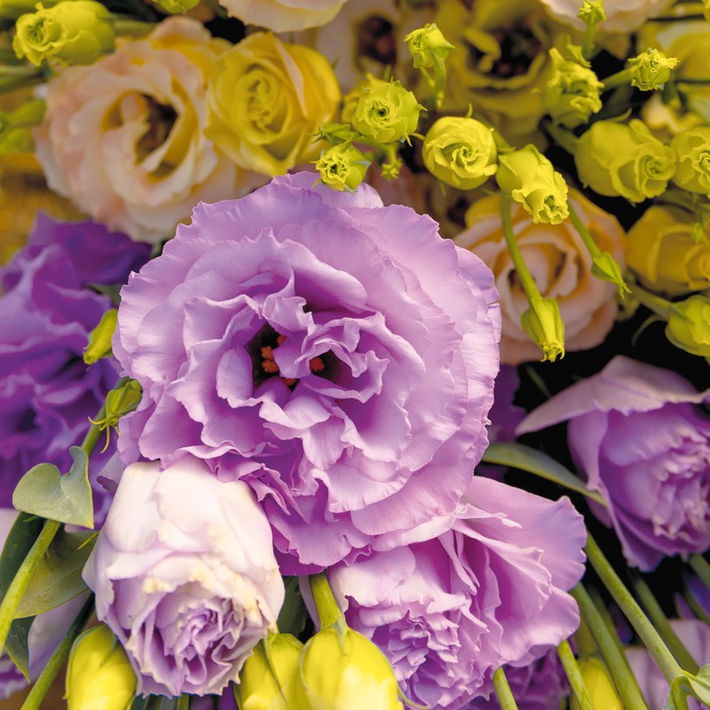 Lisianthus