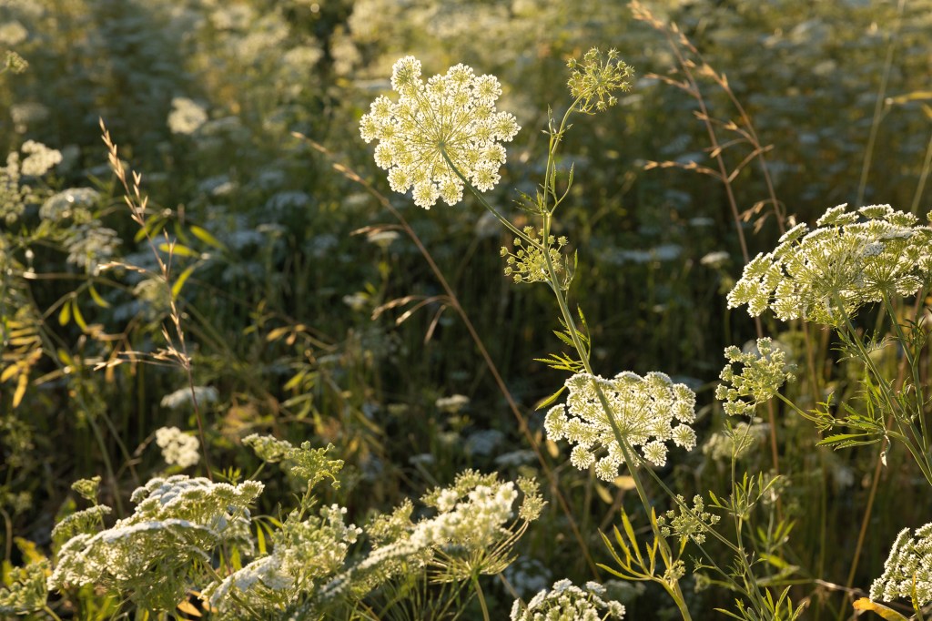 Queen Anne's Lace