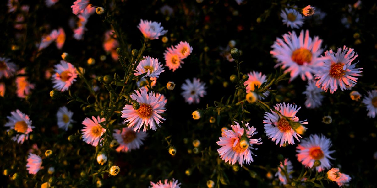 The 20-Minute Evening Ritual That Can Save Your Garden