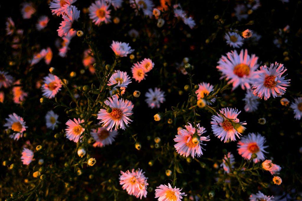 The 20-Minute Evening Ritual That Can Save Your Garden