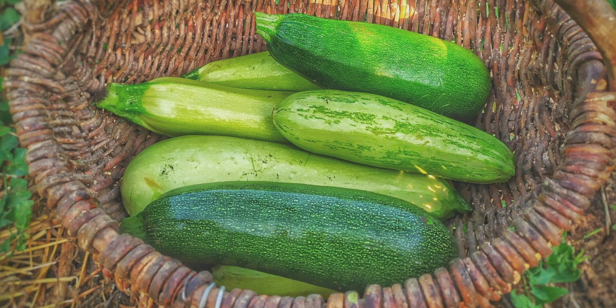 The Zucchini Whisperer’s Guide: The Succession Planting Strategy Western Gardeners Swear By