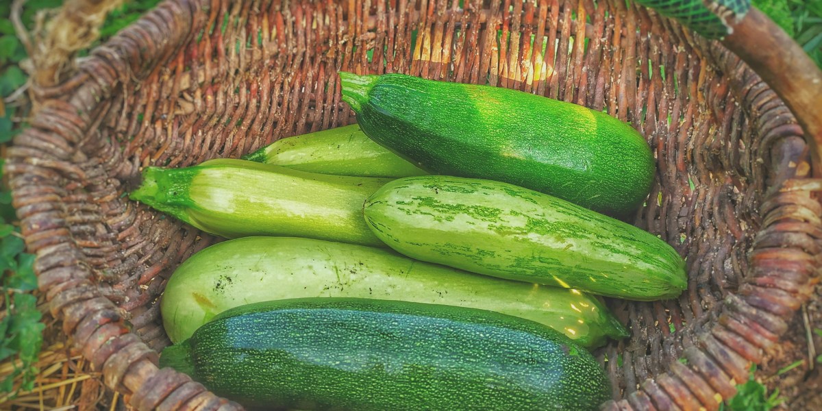 The Zucchini Whisperer’s Guide: The Succession Planting Strategy Western Gardeners Swear By