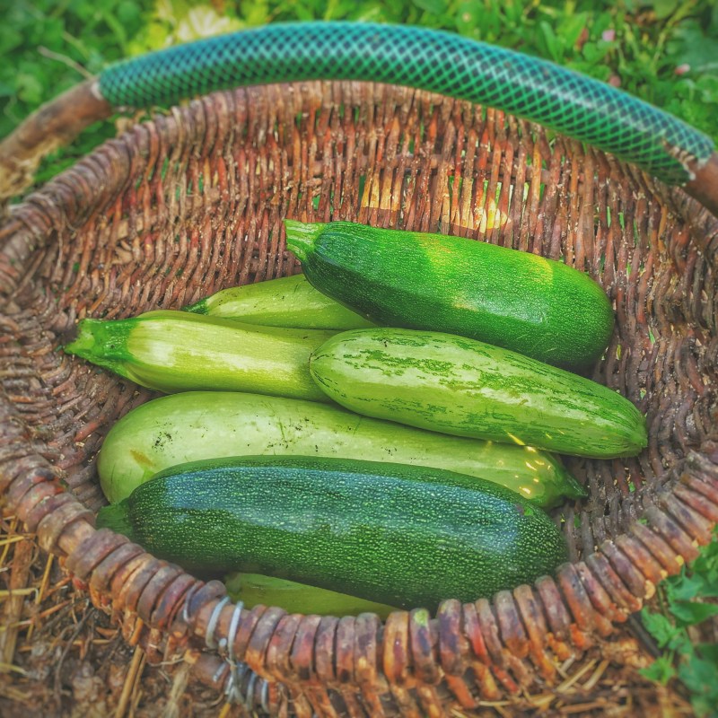 The Smart Zucchini Planting Strategy Gardeners Swear By