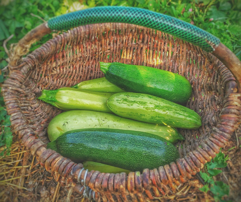 The Zucchini Whisperer’s Guide: The Succession Planting Strategy Western Gardeners Swear By