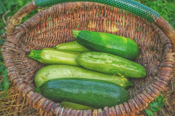 The Smart Zucchini Planting Strategy Gardeners Swear By