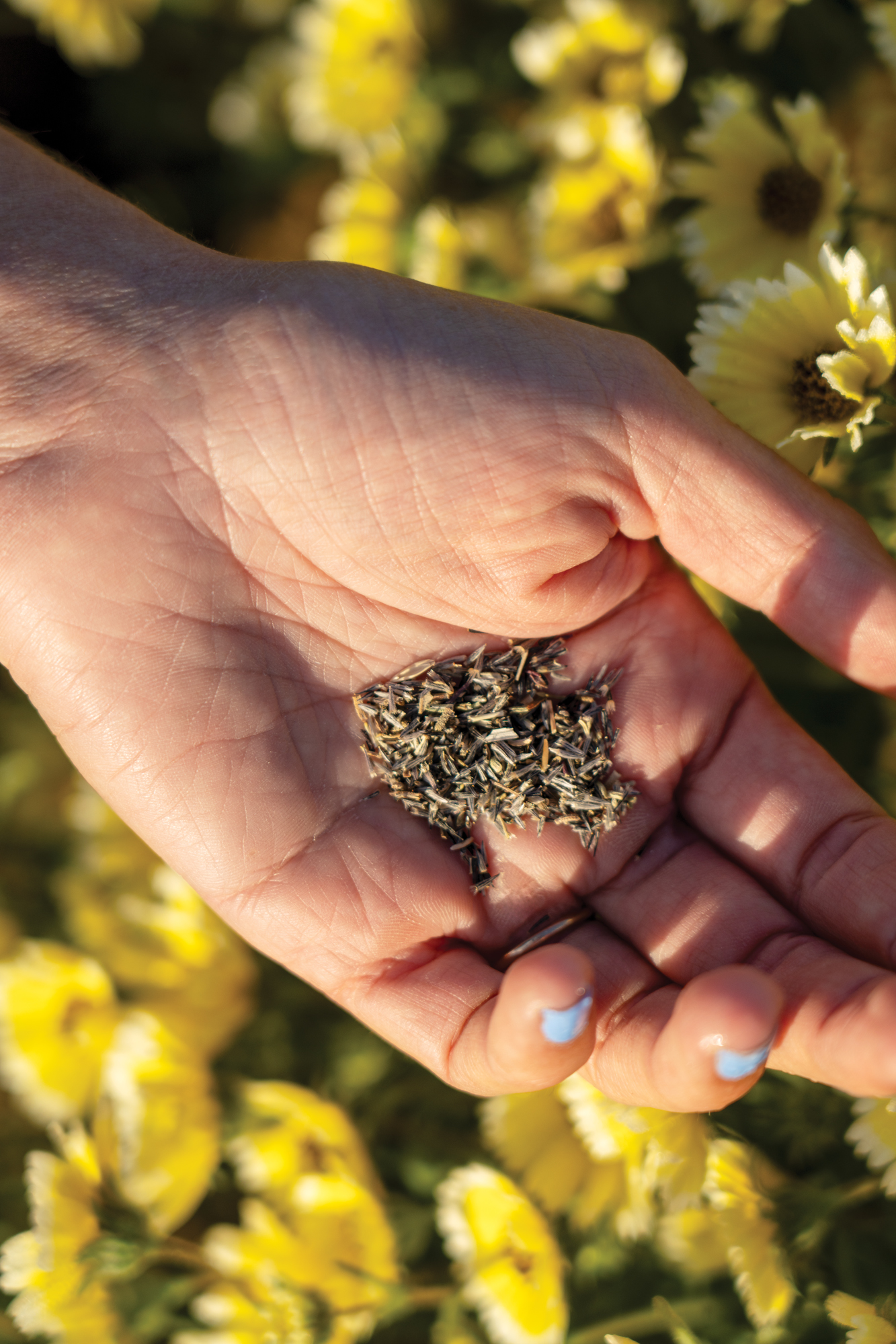 Hedgerow Farms Seed
