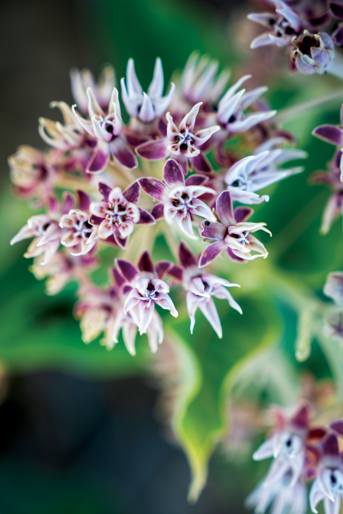 Hedgerow Farms Native Plant