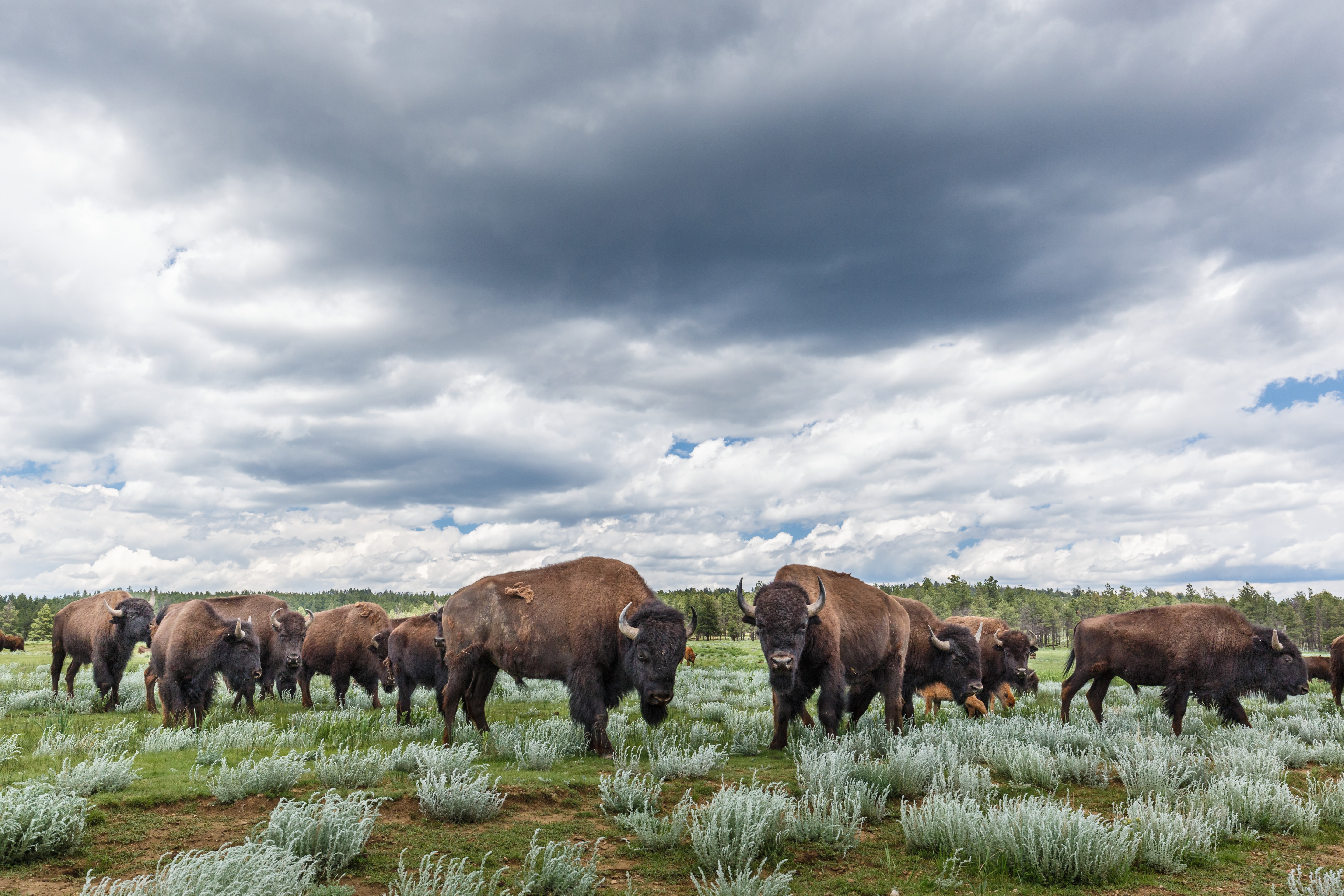 american-bison-vermejo