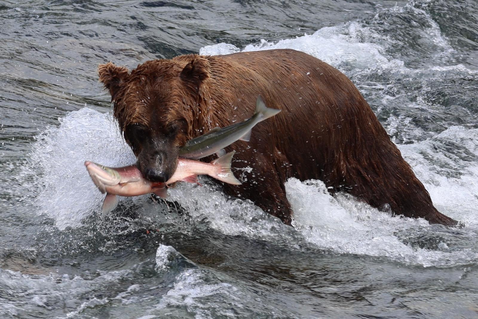 guests-enjoy-exclusive-access-to-three-national-parks-including-katmai-where-they-can-get-up-close-to-bears-at-brooks-camp