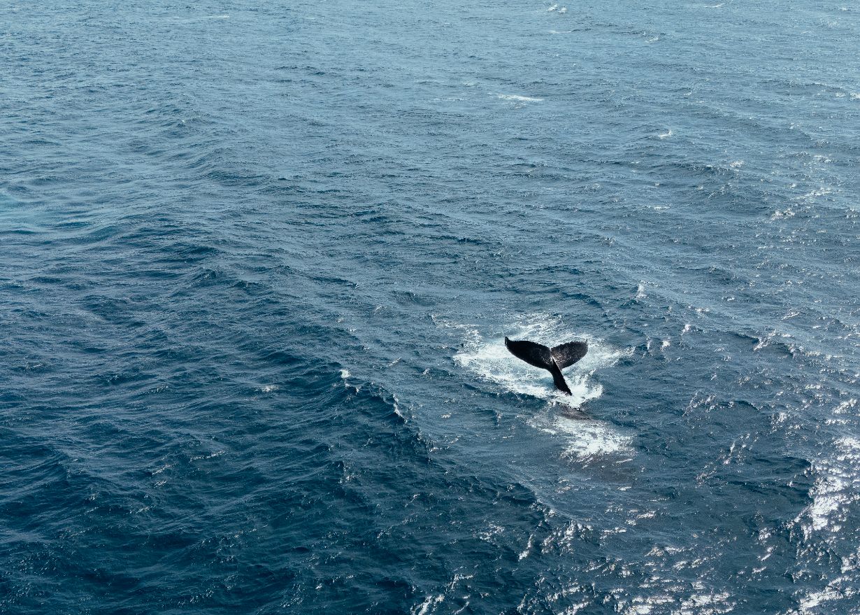 whale-watching-at-la-valise-los-cabos