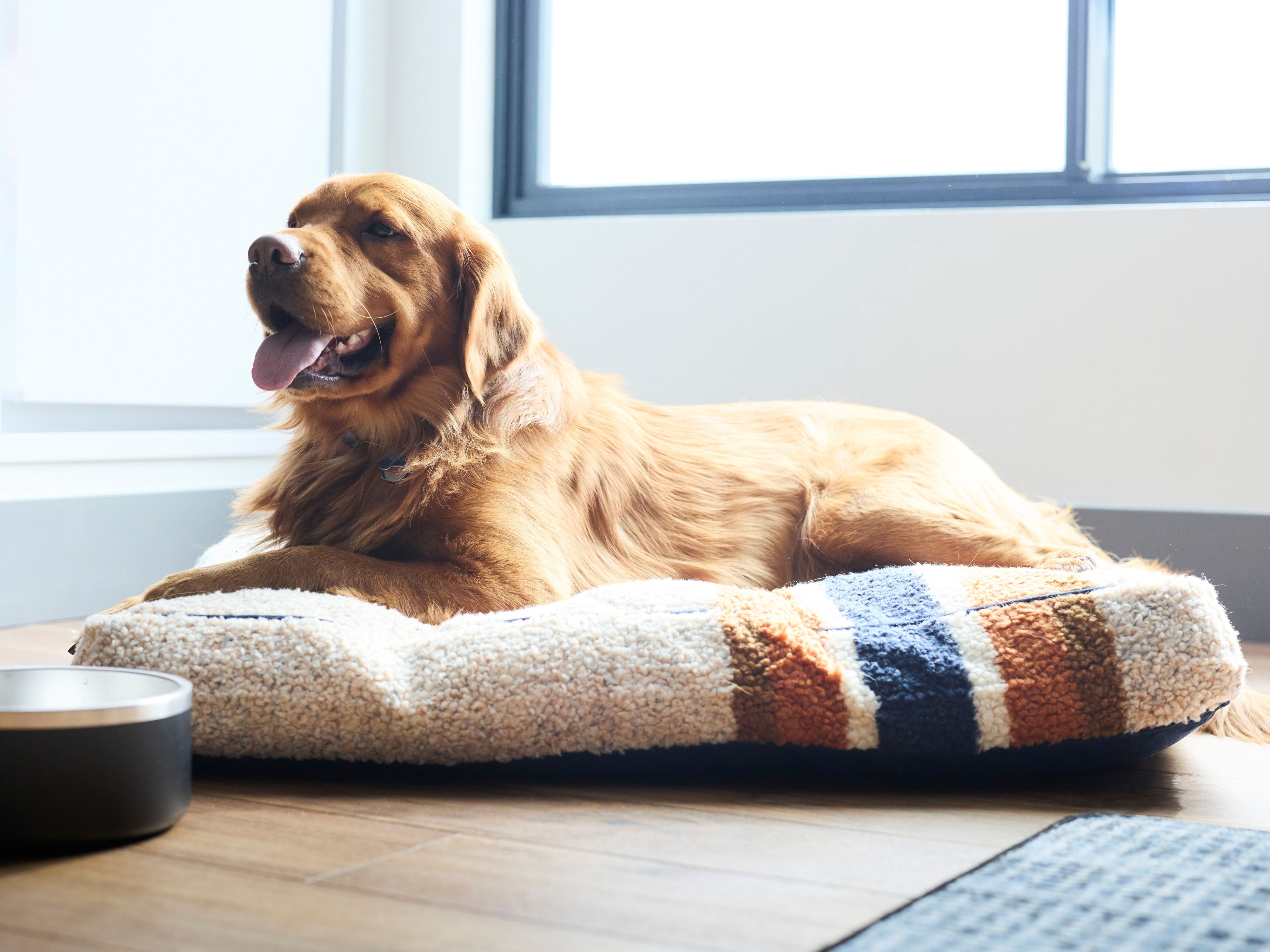 pet-stay-hotel-alpenrock-breckenridge-colo