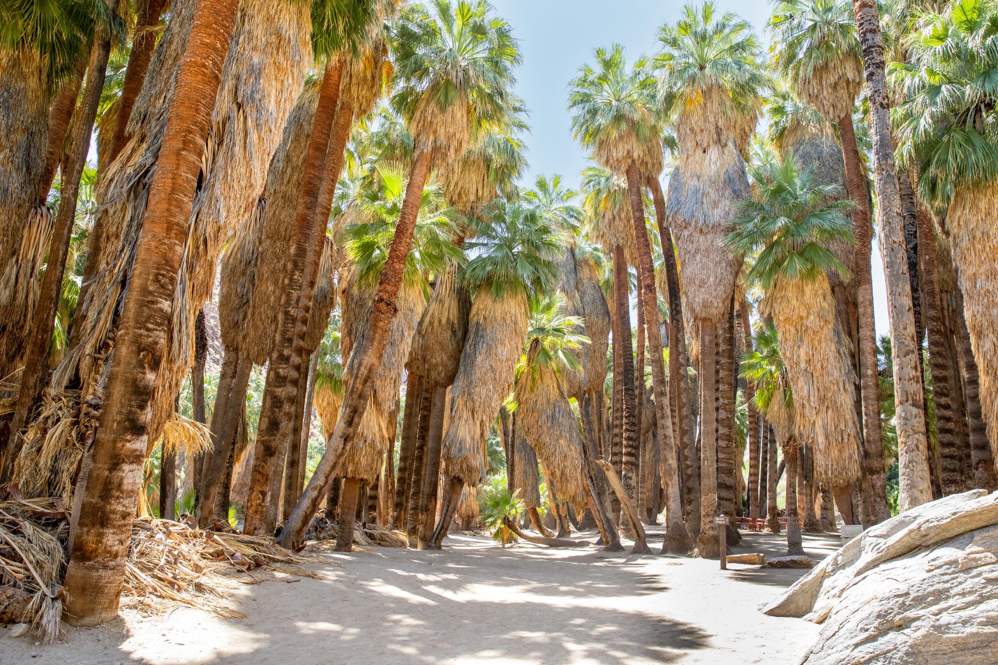 indian-canyons-in-palm-springs