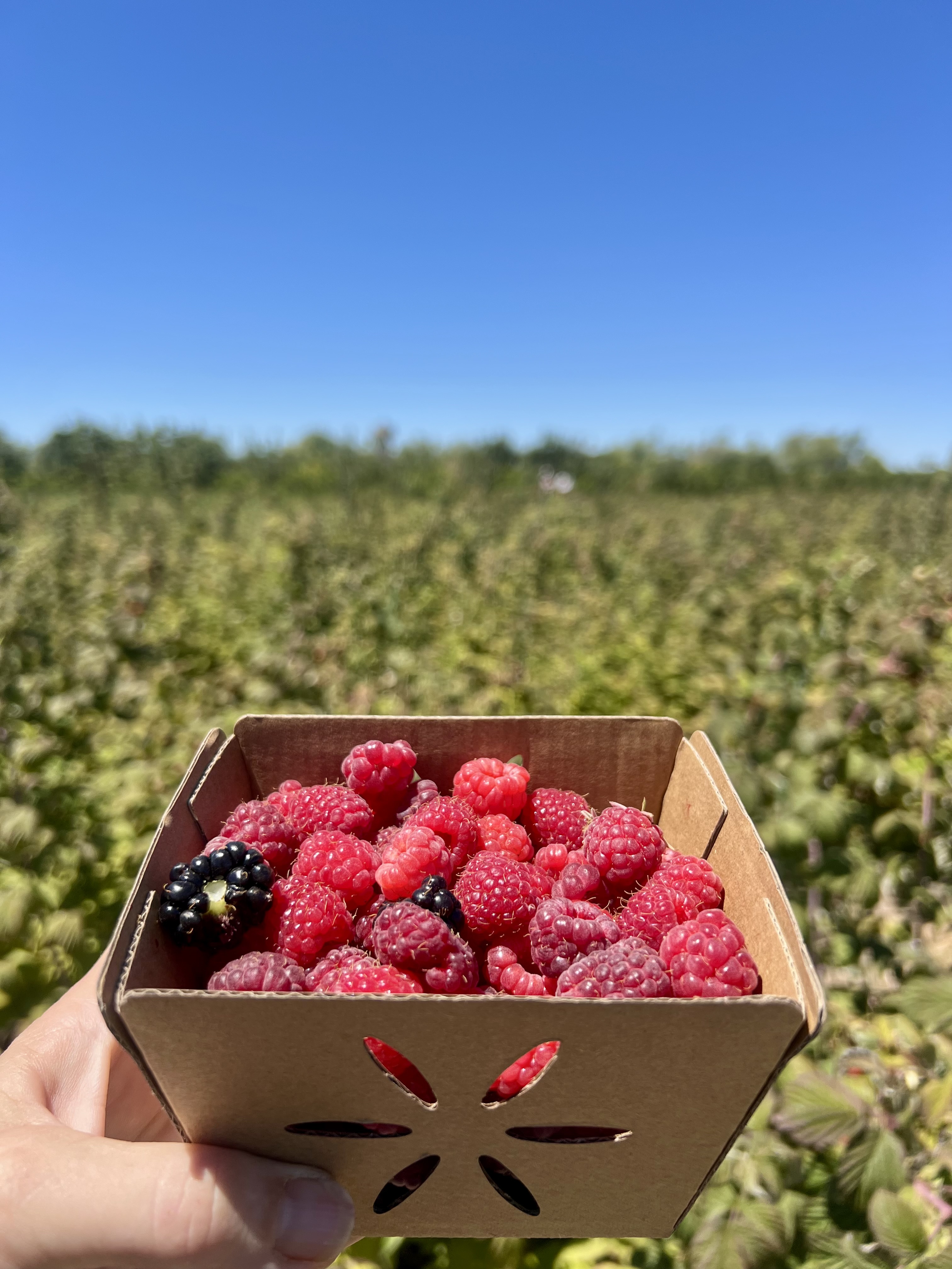 farmland-and-flavors-of-syv-cattle-ranch-to-picnic-with-u-pick-fruit-experince