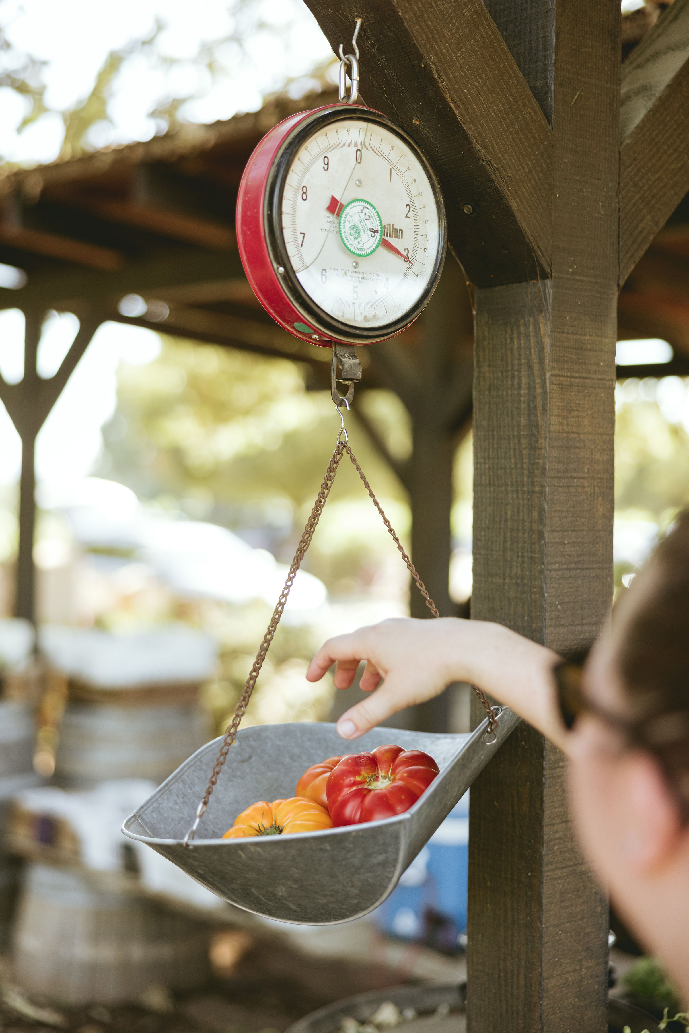 rooted-in-a-deep-agricultural-heritage-californias-santa-ynez-valley-offers-immersive-ways-to-connect-with-the-land
